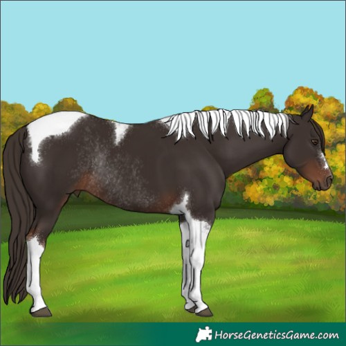 Horse Color:Liver Chestnut Tobiano Rabicano 
