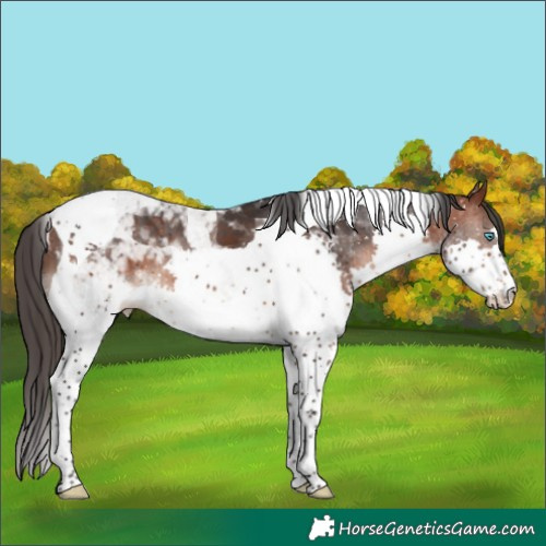 Horse Color:Brown Splash Tobiano 