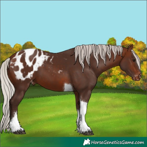 Horse Color:Silver Brown Tobiano Appaloosa