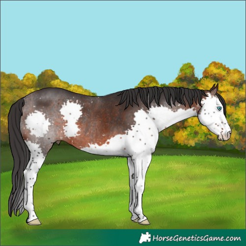 Horse Color:Brown Splash Rabicano 