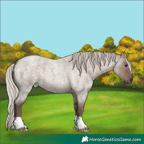 Horse Color:Silver Grullo Roan 