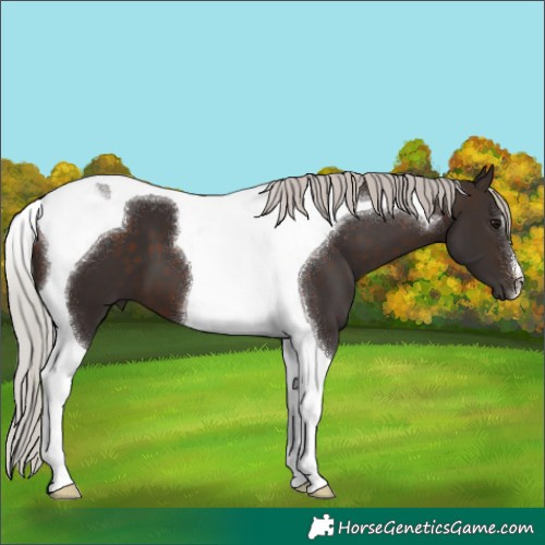 Horse Color:Silver Brown Tobiano 