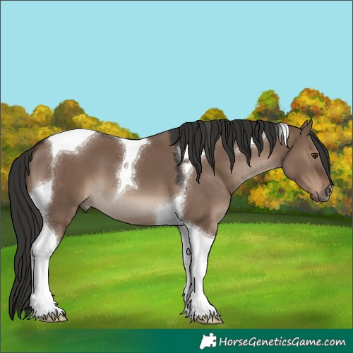 Horse Color:Liver Red Dun Tobiano 