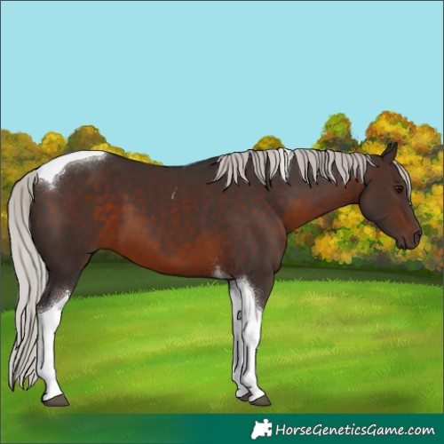 Horse Color:Silver Brown Tobiano