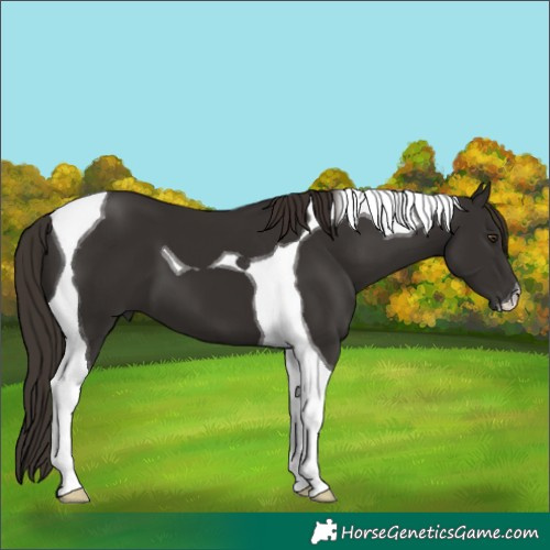 Horse Color:Liver Chestnut Tobiano 