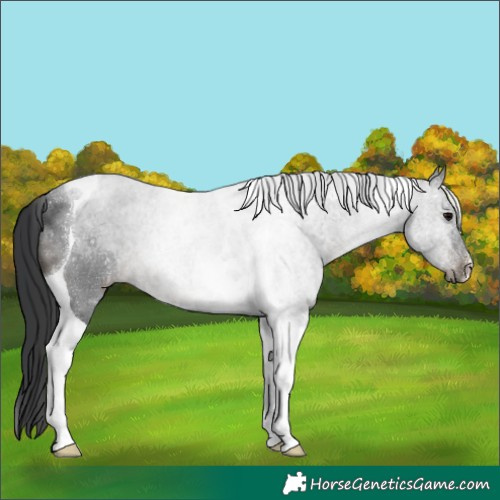 Horse Color:Black Tobiano 