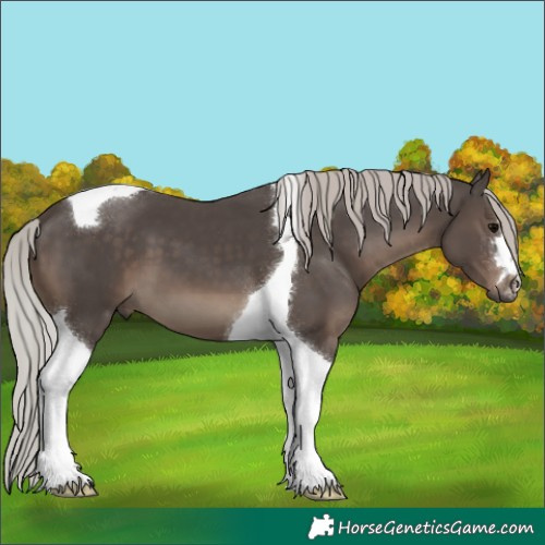 Horse Color:Silver Black Tobiano 