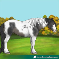 Horse Color:Black Tobiano 