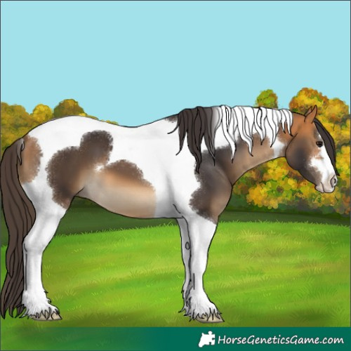Horse Color:Buckskin Tobiano 