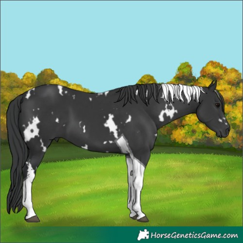 Horse Color:White Spotted Black Tobiano 
