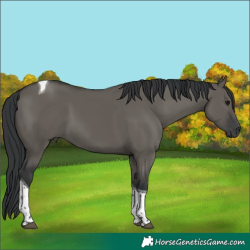 Horse Color:Grullo Tobiano