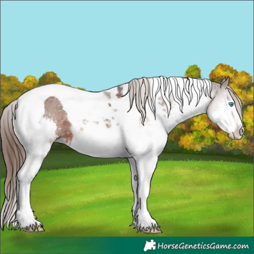 Horse Color:Liver Chestnut Splash Tobiano