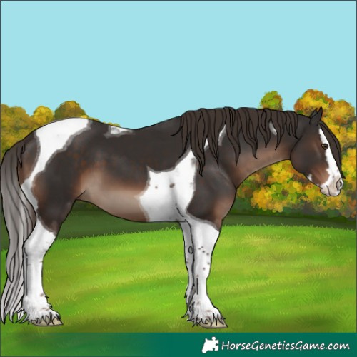 Horse Color:Liver Chestnut Splash Tobiano 
