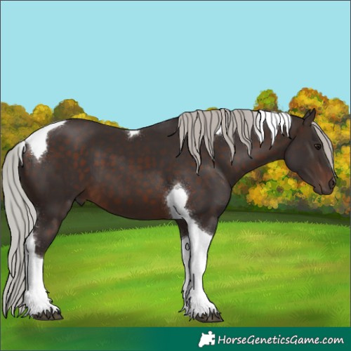 Horse Color:Silver Brown Tobiano