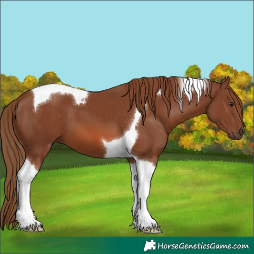 Horse Color:Chestnut Tobiano 