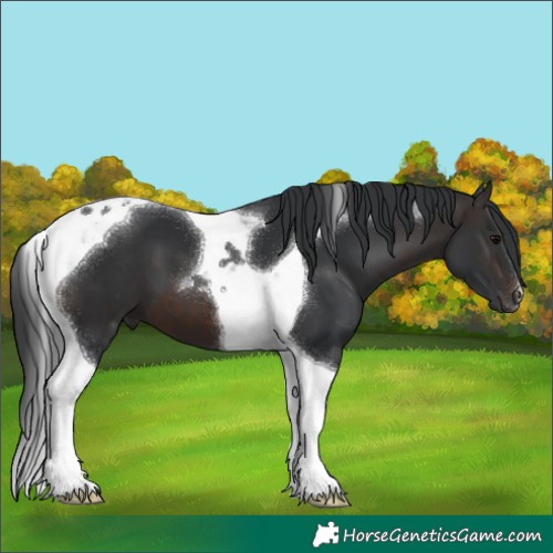 Horse Color:Brown Tobiano 
