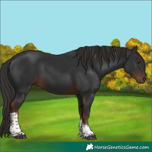 Horse Color:Liver Chestnut Tobiano 