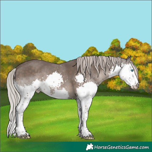 Horse Color:Silver Black Splash 