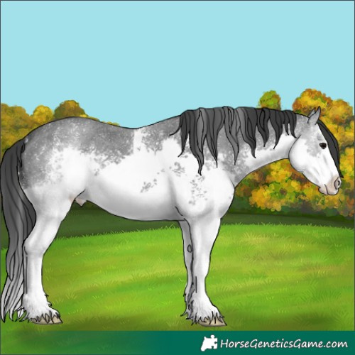 Horse Color:Black Sabino Splash 