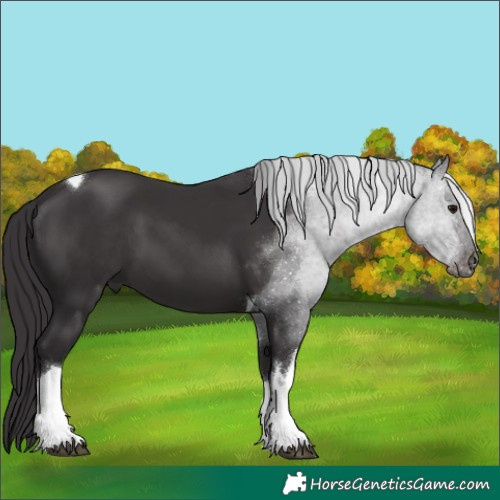 Horse Color:White Spotted Smoky Black Tobiano