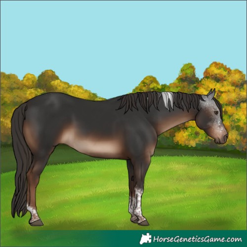 Horse Color:Liver Chestnut Tobiano Rabicano 
