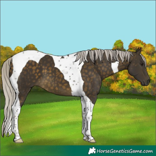 Horse Color:Silver Buckskin Tobiano