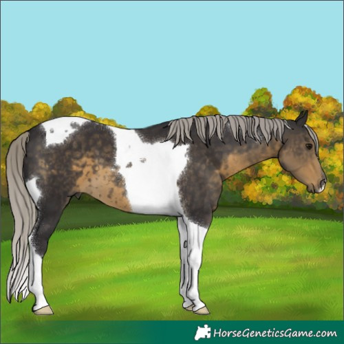 Horse Color:Silver Smoky Black Tobiano 