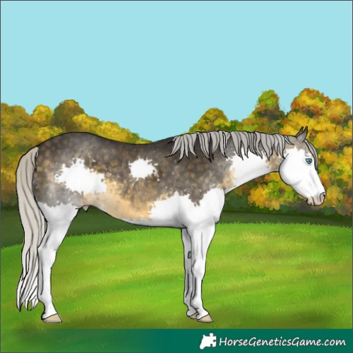 Horse Color:Silver Buckskin Splash