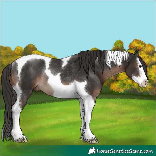 Horse Color:Liver Chestnut Splash Tobiano Rabicano