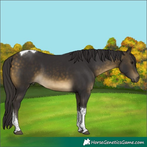 Horse Color:Buckskin Tobiano