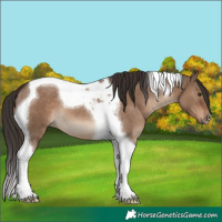 Horse Color:Liver Red Dun Tobiano