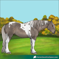 Horse Color:Silver Black Tobiano