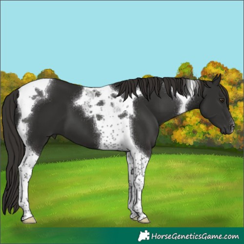 Horse Color:Liver Chestnut Tobiano 