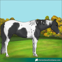 Horse Color:Black Tobiano 