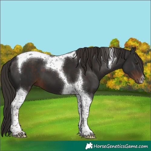 Horse Color:Liver Chestnut Tobiano 