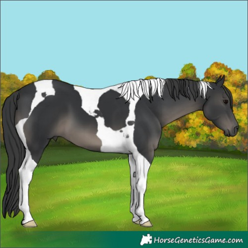 Horse Color:Black Tobiano