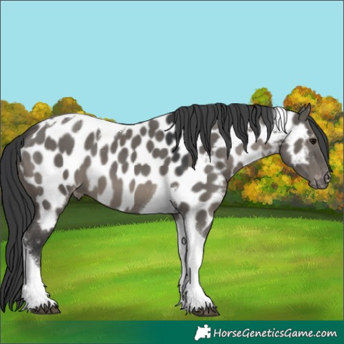 Horse Color:Grullo Tobiano Appaloosa 