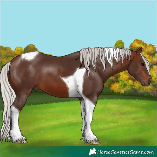 Horse Color:Silver Brown Tobiano
