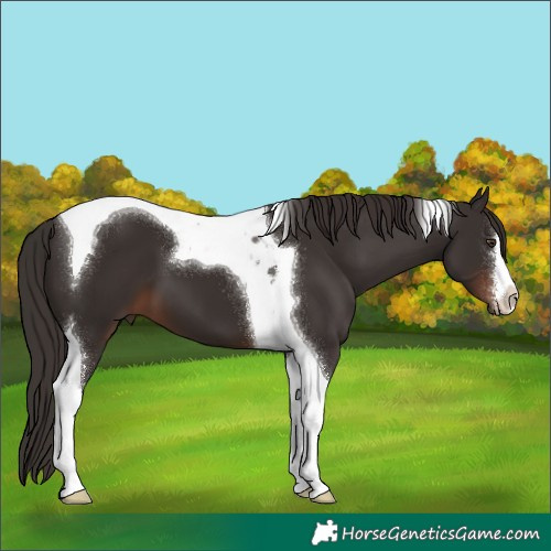 Horse Color:White Spotted Liver Chestnut Tobiano