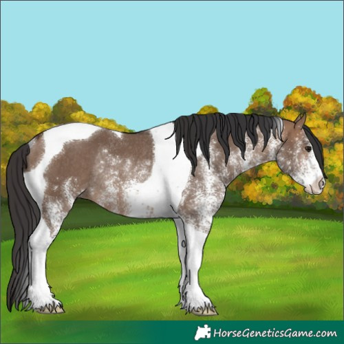 Horse Color:White Spotted Brown Dun Tobiano Rabicano