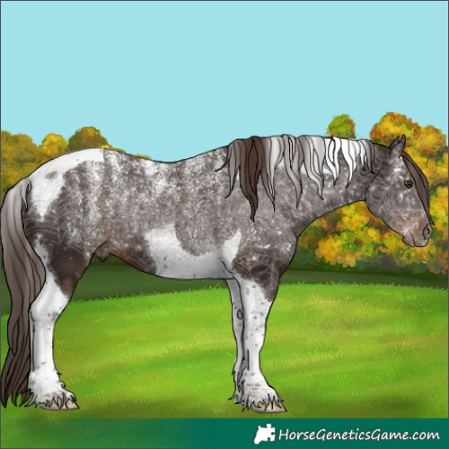 Horse Color:Powder White Liver Chestnut Tobiano