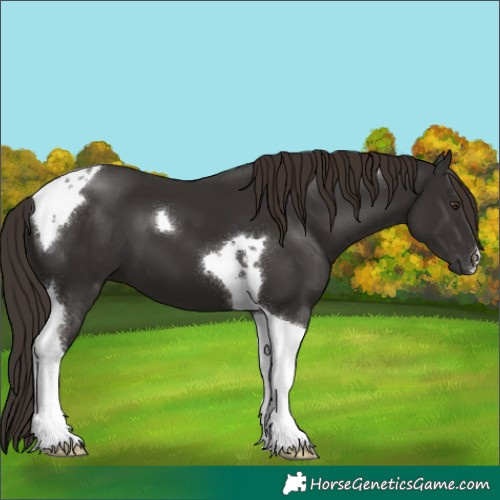 Horse Color:Liver Chestnut Tobiano