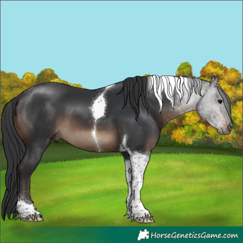 Horse Color:Brown Tobiano 