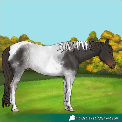 Horse Color:Liver Chestnut Tobiano