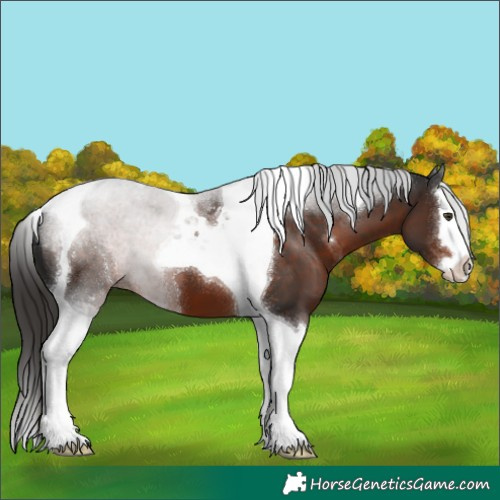 Horse Color:Liver Chestnut Splash Tobiano