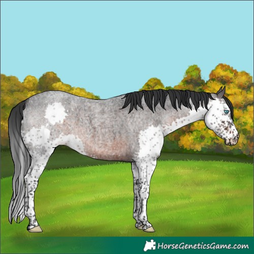 Horse Color:Brown Roan Splash 
