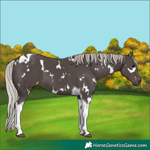Horse Color:White Spotted Silver Black Tobiano