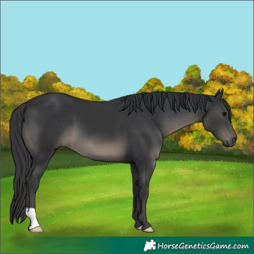 Horse Color:Black 