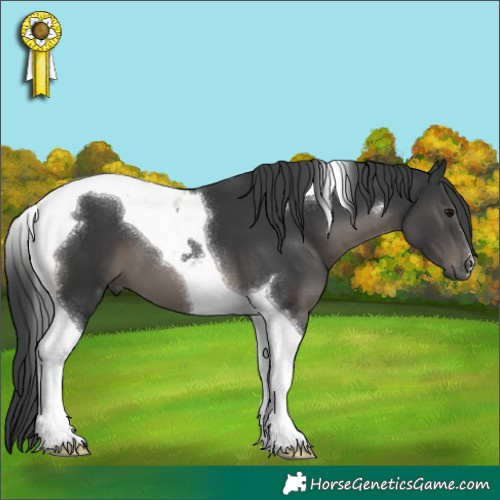 Horse Color:Black Tobiano 