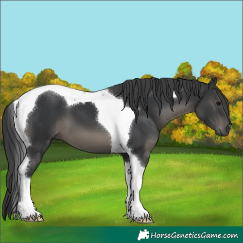 Horse Color:Black Tobiano 